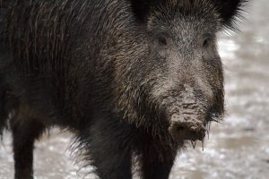 Varkenspest in Italië suddert door