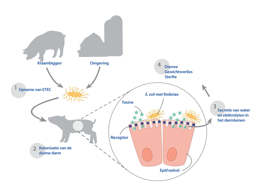 Aandacht voor E. coli geboortediarree