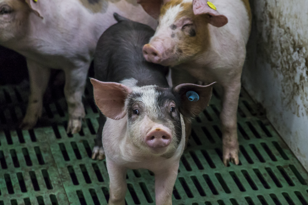 AVP bij varkenshouder in Duitsland: dubbele R&O verplicht