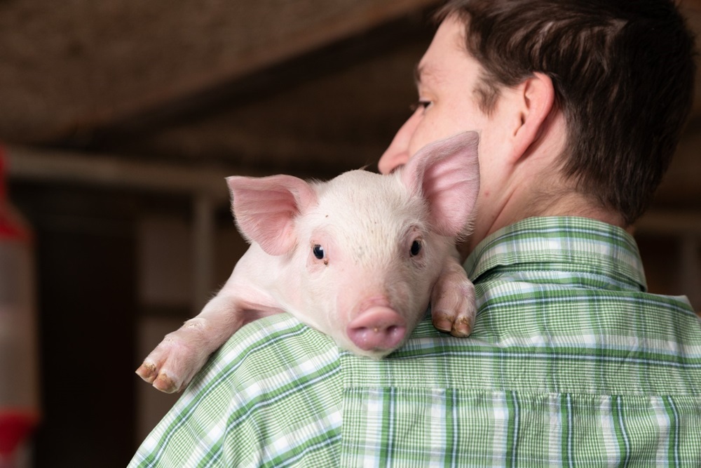 Wat je moet weten over griep bij varkens en mensen  