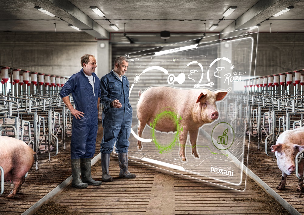 Optimaliseer de groei van varkens door optimale voeding | Proxani