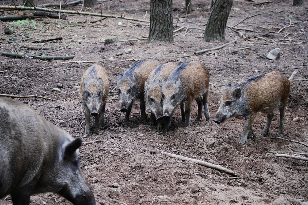 PORK.be vraagt om opschaling maatregelen om Afrikaanse Varkenspest te voorkomen