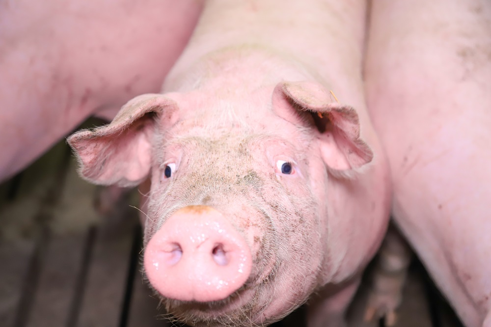 Mycoplasma letsels bij slachtvarkens kosten 2,5 kg aan karkasgewicht