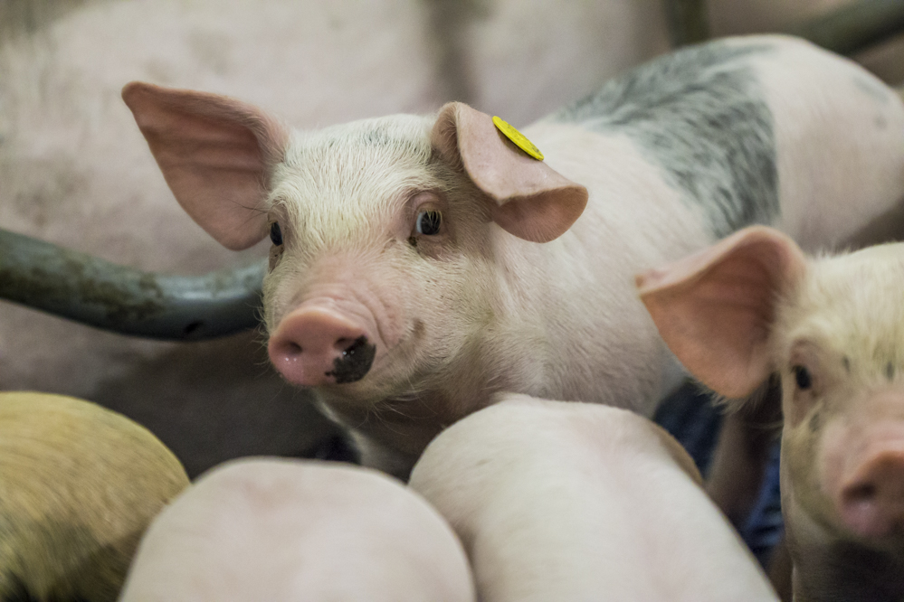 Klimaatverandering vergroot kans op mycotoxinen