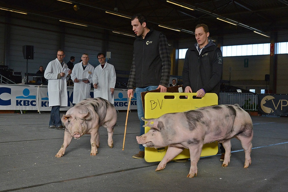 Prijskampen Agriflanders vooralsnog niet in gevaar door MKZ