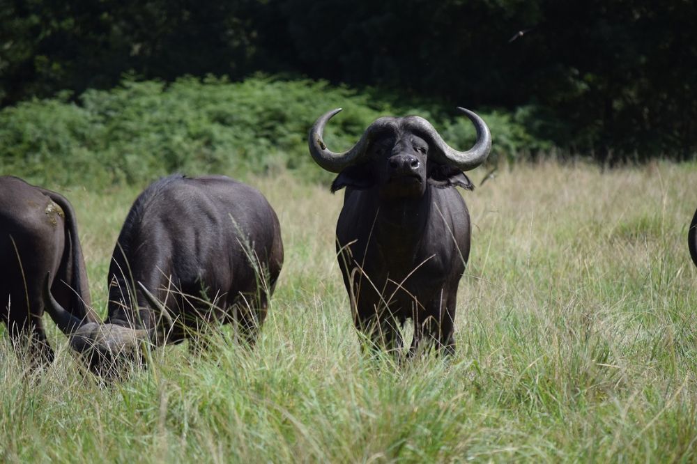 Mond-en-klauwzeer bij Duitse waterbuffels