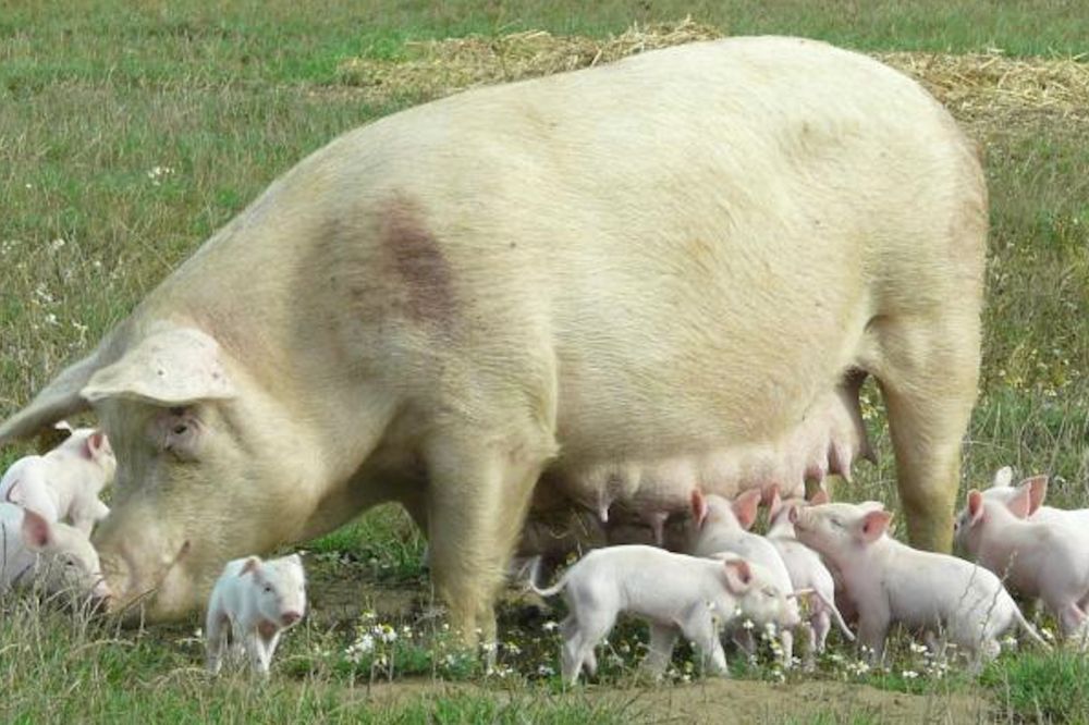 Overgang naar varkenshouderij met buitentoegang